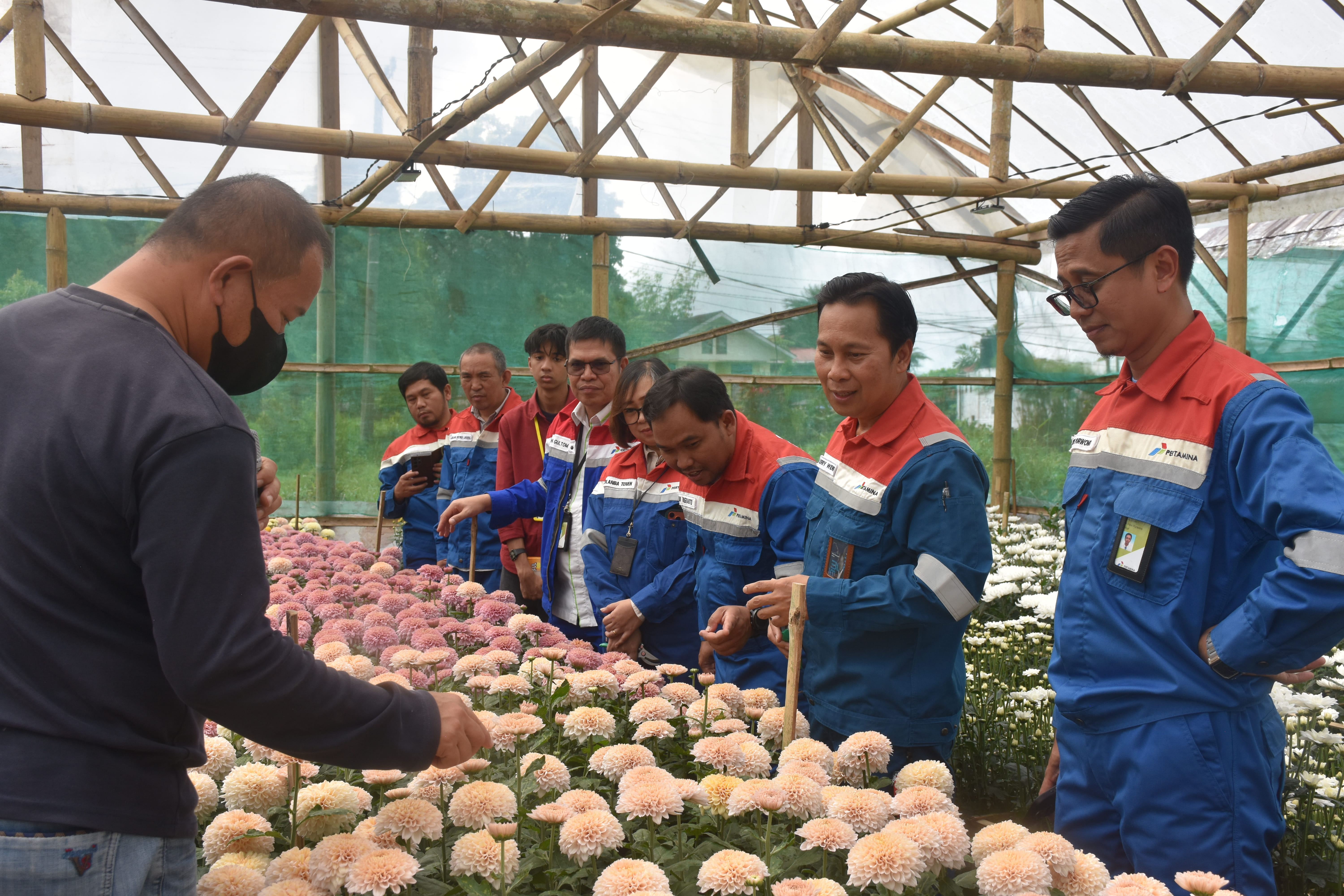 Greenhouse Krisan Primadona